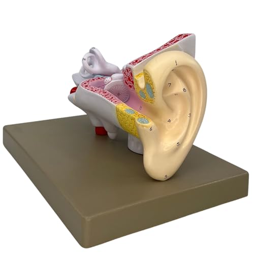 Eisco Labs - Ear Model - 3X Enlarged Model Human Ear with 3 Parts - Human Anatomy Model - 29 Anatomical Features, Realistic Details, Durable Plastisol Polymer