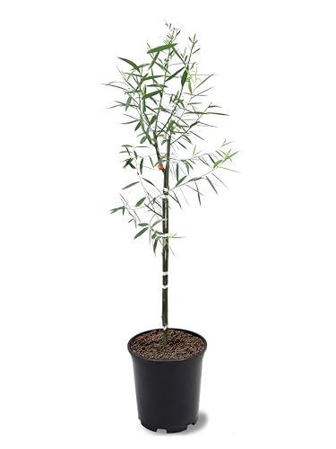 American Plant Exchange Weeping Willow Tree, 1 Gallon Pot, 1-2ft Tall, Live Outdoor Landscape Garden Plant, Large, Fast Growing, Easy to Care