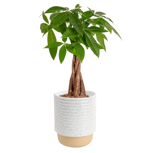 Costa Farms Money Tree (Pachira Aquatica) Live Indoor Bonsai-Style Plant, 12-16 Inches Tall, Braided Trunk Houseplant in Decorative Pot, Easy Care Pet-Friendly Decor