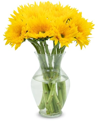 Stargazer Barn 10 Stem Starburst Panache Sunflower Bouquet - Fresh Cut Flower Delivery, Hand-Tied in the USA, Gift for Birthday, Anniversary, Sympathy or Home Decor - Vase Not Included