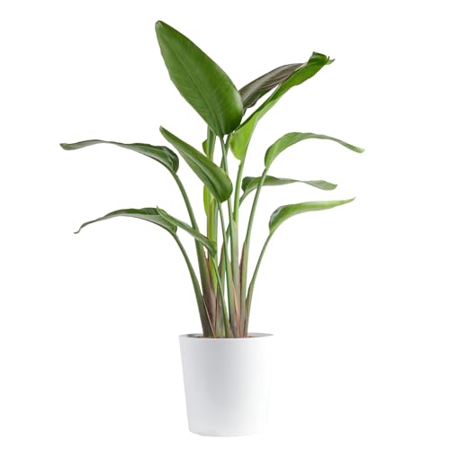 Costa Farms White Bird of Paradise, Large Live Indoor Plant, 2-3 Feet Tall Houseplant in Live Plant Pot, Strelitzia nicolai, Real Floor Plant for Living Room, Office, or Home Decor Gift