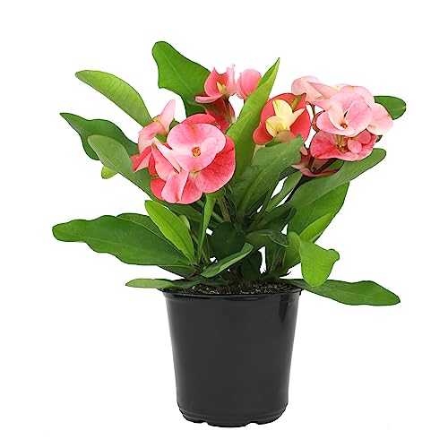 Altman Plants Crown of Thorns Plant (Euphorbia milii) in 4.25" Pot, Easy Plant Care, House Plant & Live Succulent, Year Round Indoor Flowering Plants with Indoor Plant & Live Cactus Soil Potting Mix