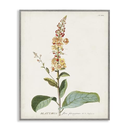 Stupell Industries Botanical Plant Illustration Flowers Vintage Design, Design by World Art Group, 11 x 14 Gray Framed