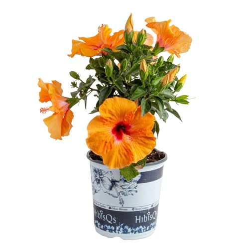 Costa Farms Live Orange Hibiscus Plant, Exotic Tropical Outdoor Flowering Shrub, 16-Inches Tall - Real Summer Garden Flowers for Patio, Deck & Porch - Hummingbird & Pollinator Attractor