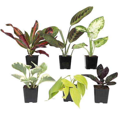 Easy to Grow Houseplants (Pack of 6), Live House Plants in Containers, Growers Choice Plant Set in Planters with Potting Soil Mix, Home Décor Planting Kit or Outdoor Garden Gifts by Plants for Pets