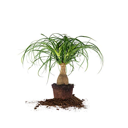 Perfect Plants Ponytail Palm | Beaucarnea Recurvata | 10in Tall | Easy Care Houseplant | Perfect for Bright Light Conditions, 6 in Grower's Pot, | Air Purifying