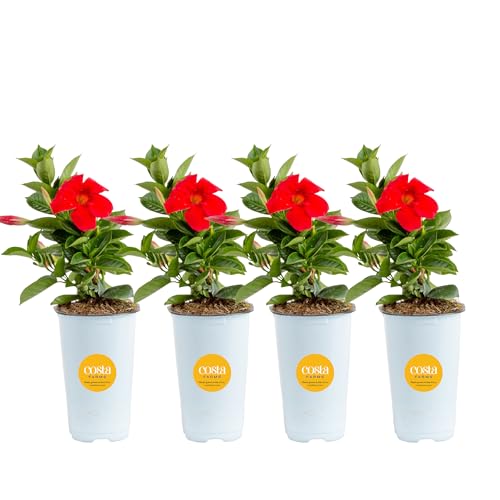 Costa Farms Live Mandevilla Outdoor Plants, 4-Pack of Red Flowering Vines in 1.5 Pint Pots, Tropical Perennial for Patio, Trellis & Balcony Decor, Pollinator Friendly, 12-14 Inches Tall