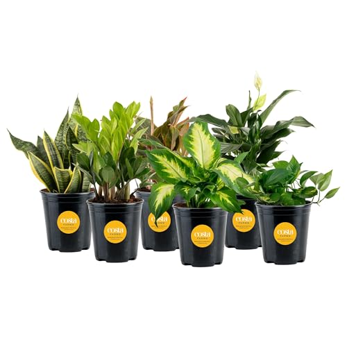 Costa Farms Live Indoor Plant Variety Pack in Plastic Pots, Easy to Maintain, Air Purifying Houseplants, Home, Room, or Office Decor, House Warming or Birthday Gift, 12-24 Inches Tall, Pack of 6