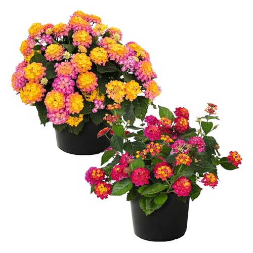 Live Flowering Lantana - Grower's Choice Assorted Colors (2 Plants Per Pack), Healthy Blooming Pollinator, 8" Tall by 5" Wide in 1 Qt Pot