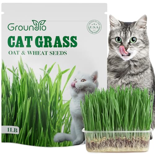 Groundio Cat Grass Seeds, 16 OZ, Grown in The USA for Indoor Cats, Non-GMO, 1 Pound
