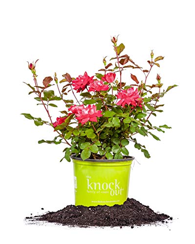 Perfect Plants Double Red Knock Out Rose 1 Gallon, Live Plant Planting Guide