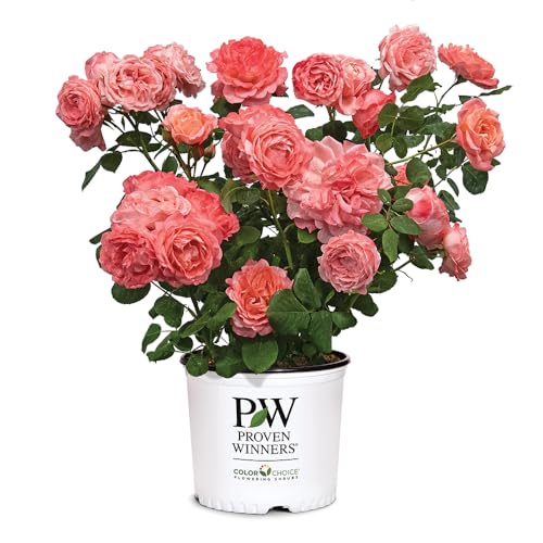 Proven Winners 2 Gal. Reminiscent Coral Rose Shrub