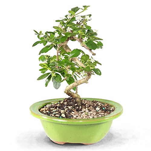 Brussel's Bonsai Live Fukien Tea Bonsai Tree - Small, 6 Year, 6 to 8 inches Tall - Indoor Bonsai Tree Live with Ceramic Bonsai Pot