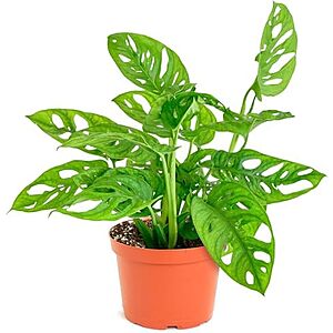 [NEW] $22.49 | Shop Succulents Monstera Adansonii Hanging Plant, 6" Pot at Amazon