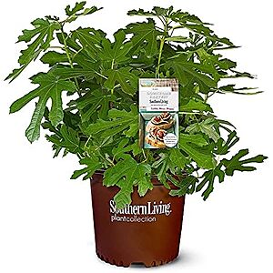 [NEW] $22.46 | Southern Living 2 Gal. Little Miss Figgy Plant at Amazon