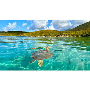 Round Trip New York to St Thomas USVI Caribbean or Vice Versa $221 Nonstop Airfares on Delta or American Airlines BE (Travel April - May 2026)