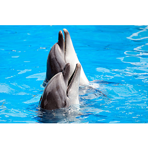 SeaWorld in Orlando, San Antonio & San Diego Celebrates America's 250 4th of July Sale (BOGO Free; 55% Off or $60 2-Day)