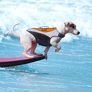 KISFLY Dog Life Jacket w/ Rescue Handle (Various Sizes) from $9.99 + Free Shipping w/ Prime or on $35+